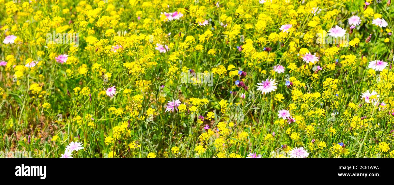yellow and purple wild flower field banner background Stock Photo - Alamy