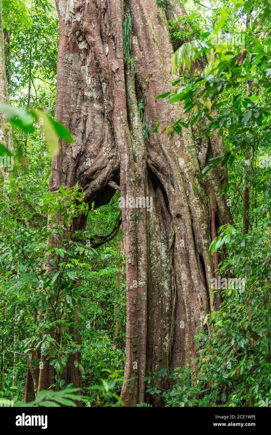 Large weeping fig in the Gunung Leuser National Park on the island of Sumatra in Indonesia Stock Photo