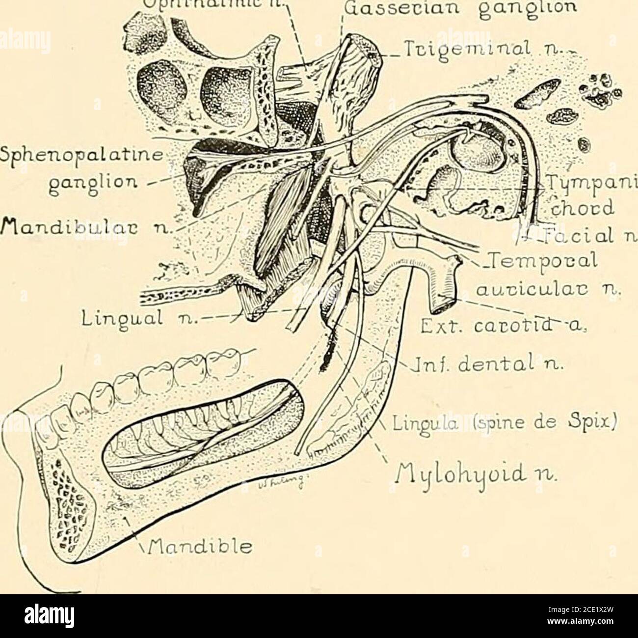 Foramen Ovale High Resolution Stock Photography and Images Alamy
