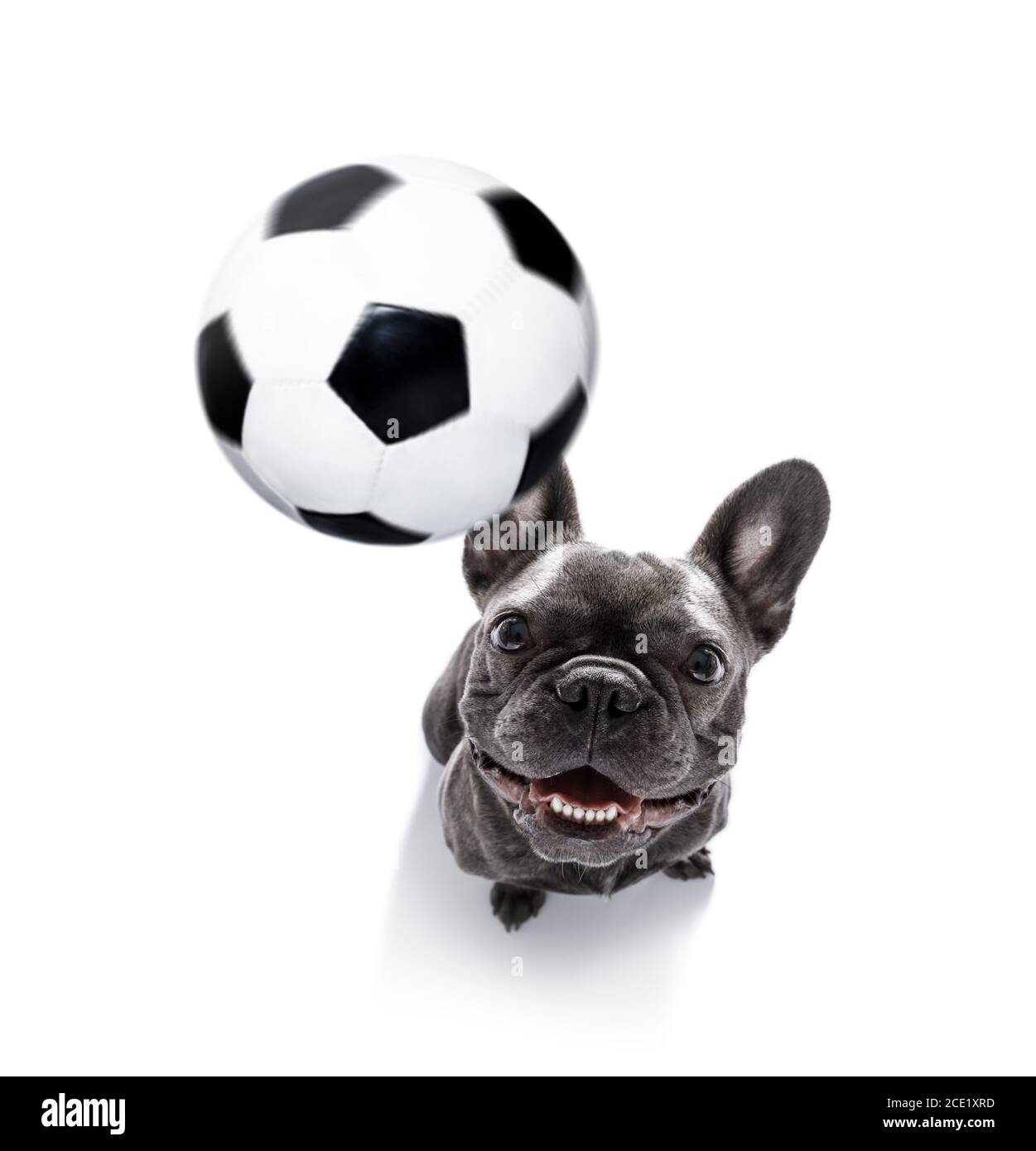 soccer player dog Stock Photo Alamy