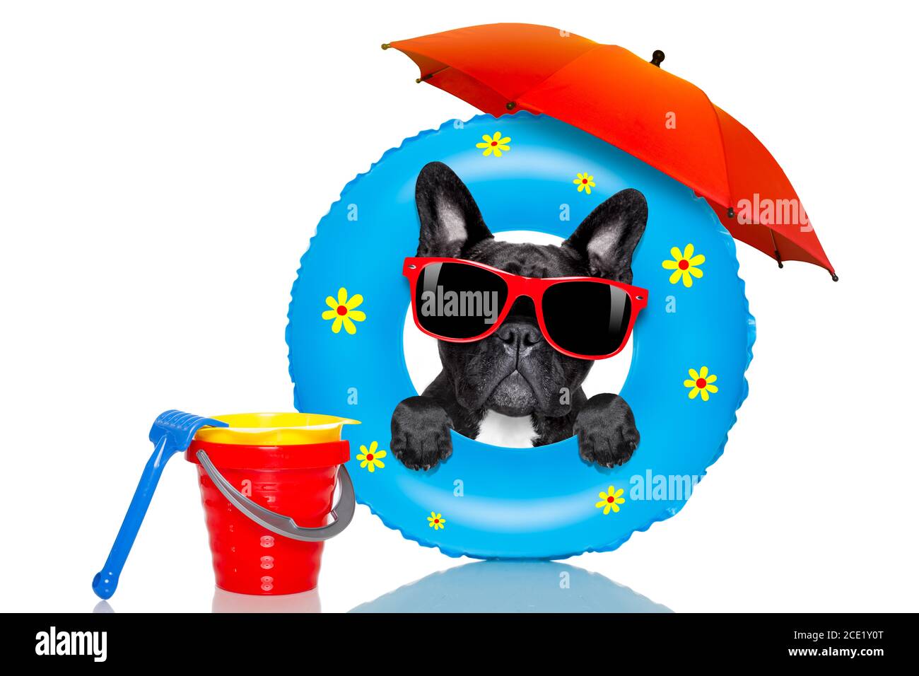 dog sunbathing with  air mattress in summer Stock Photo