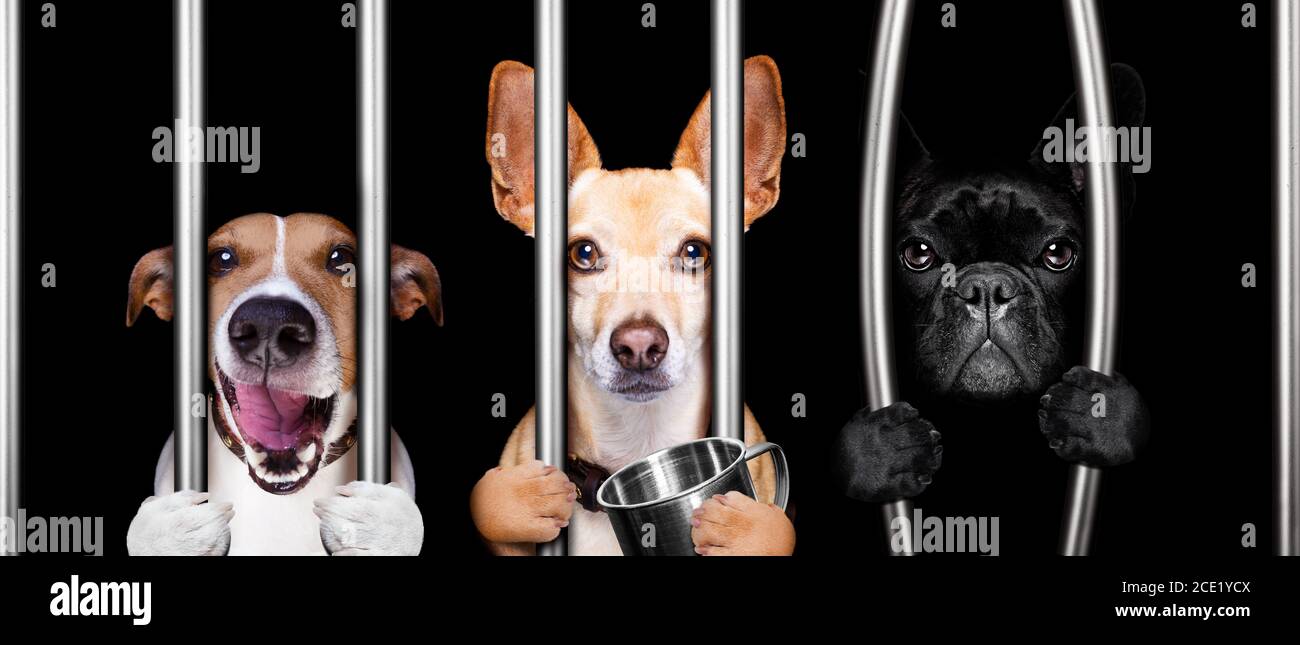 dogs behind bars in jail prison Stock Photo Alamy