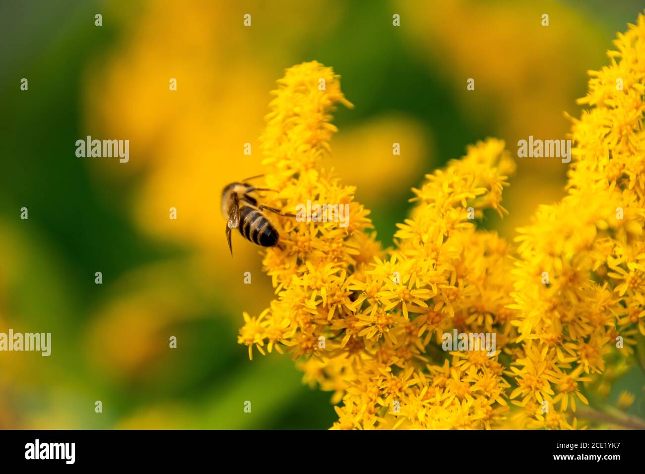 Worker bee collects nectar from a Goldenrod wildflower. Honey Bee over the yellow flower in blur background. Late bloomers. Solidago gigantea, Stock Photo