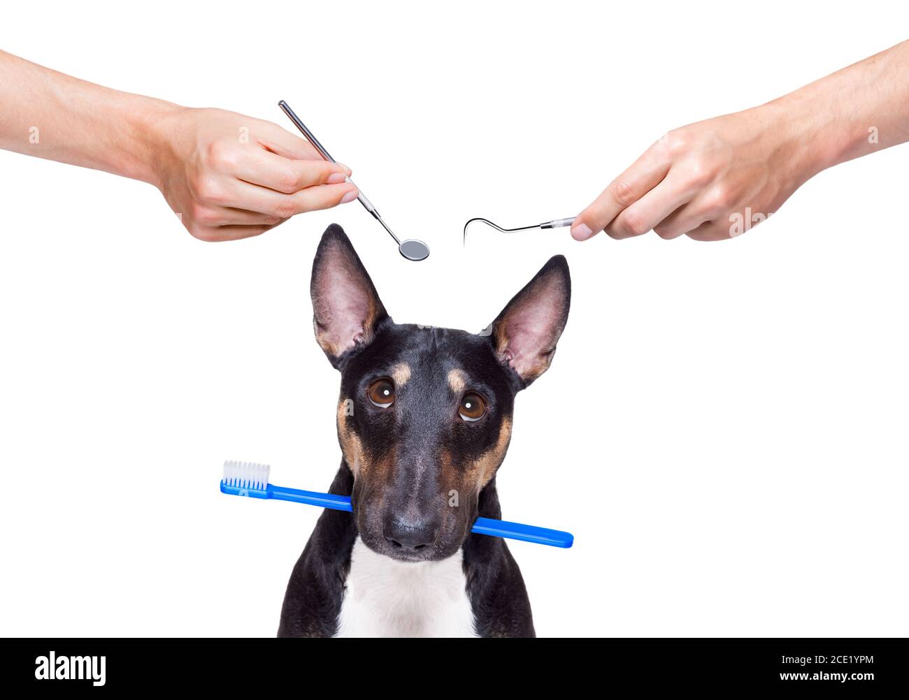 dental toothbrush dog Stock Photo Alamy
