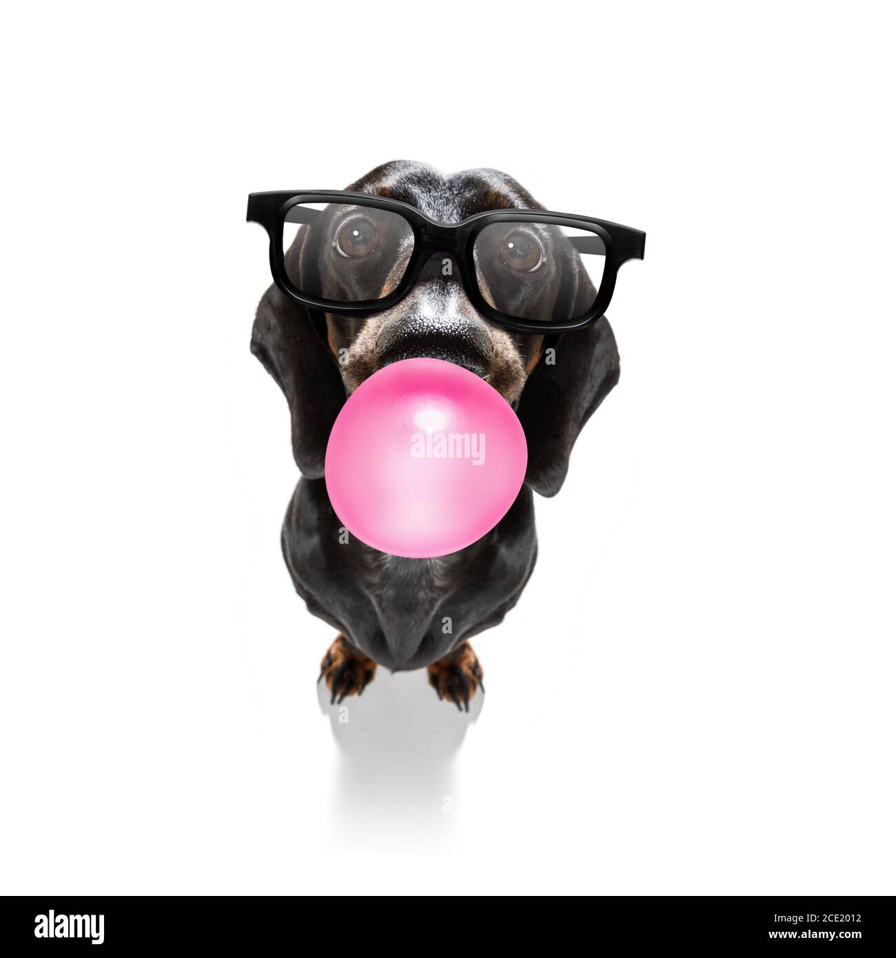 dog chewing bubble gum Stock Photo Alamy