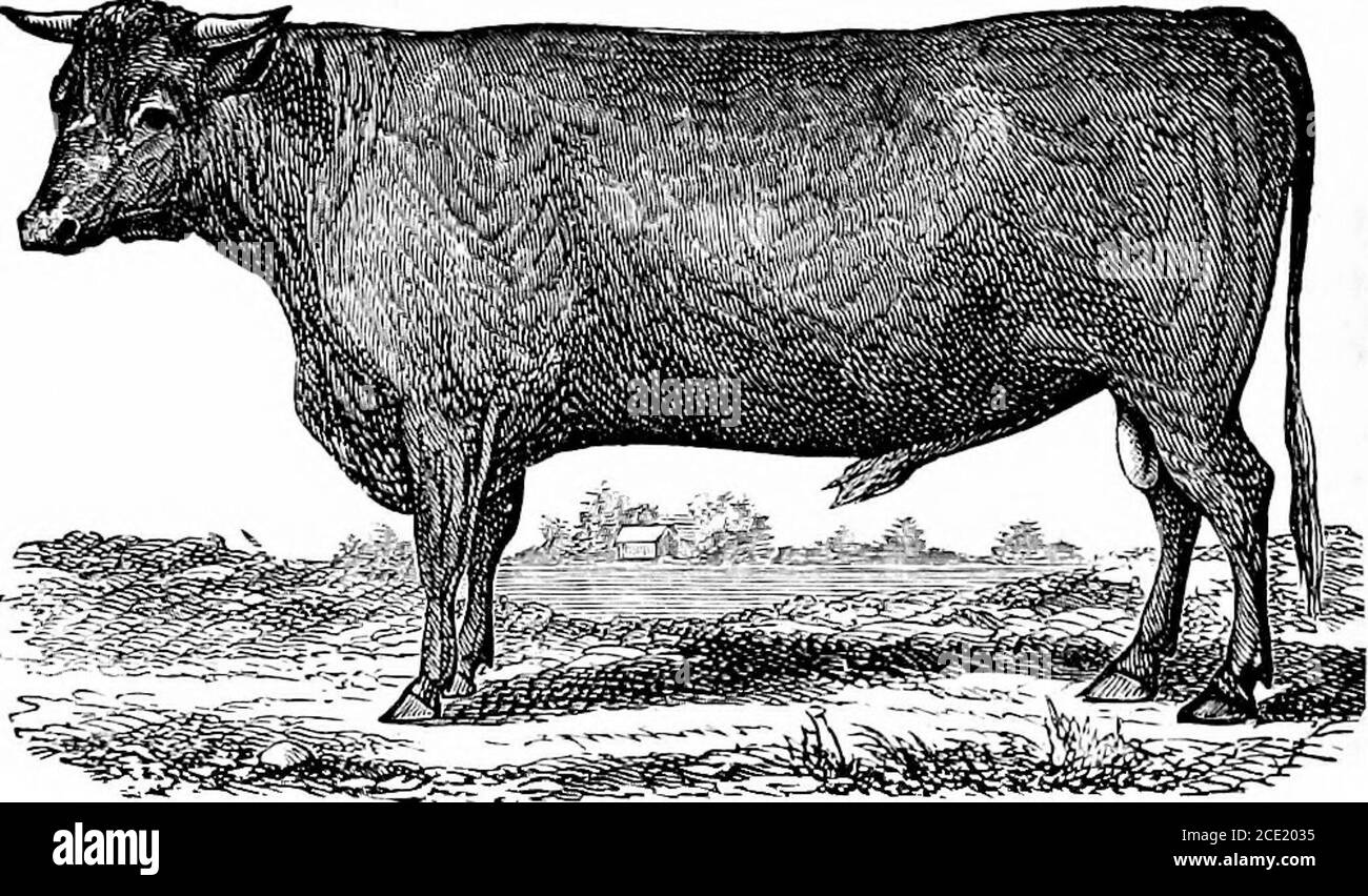 . Milch cows and dairy farming; comprising the breeds, breeding, and management, in health and disease, of dairy and other stock; the selection of milch cows, with a full explanation of Guenon's method; the culture of forage plants, and the production of milk, butter, and cheese ... with a treatise upon the dairy husbandry of Holland; to which is added Horsfall's system of dairy management . he average. Intheir native country the general average of a dairy isone pound of butter per day during the summer. They are bred for beef and for work, and not for the 46 THE PATTERSON HEED. dairy; and the Stock Photo