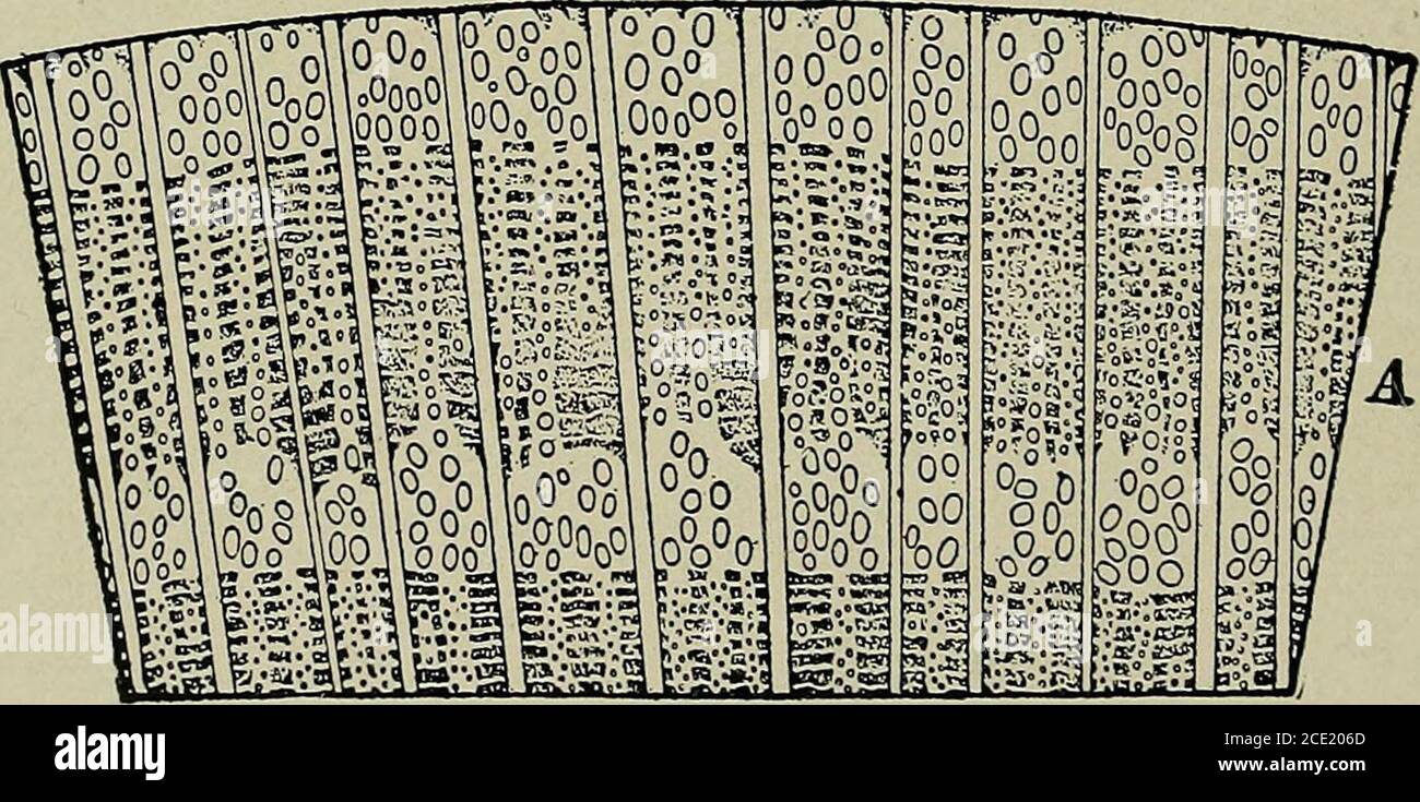 . Seasoning of wood; a treatise on the natural and artificial processes employed in the preparation of lumber for manufacture . Jim imuA Fig. 5. Board of Oak. CS, cross-section; RS, radial section; TS, tangentialsection; v, vessels or pores, cut through; A, slight curve in log whichappears in section as an islet.. Fig. 6. Cross-section of Oak (Magnified about 5 times). BROAD-LEAVED TREES 33 and quite porous tissue (see Fig. 6, A), which continueshere and there in the form of radial, often branched,patches (not the pith rays) into and through the summer-wood to the spring-wood of the next ring. Stock Photo
