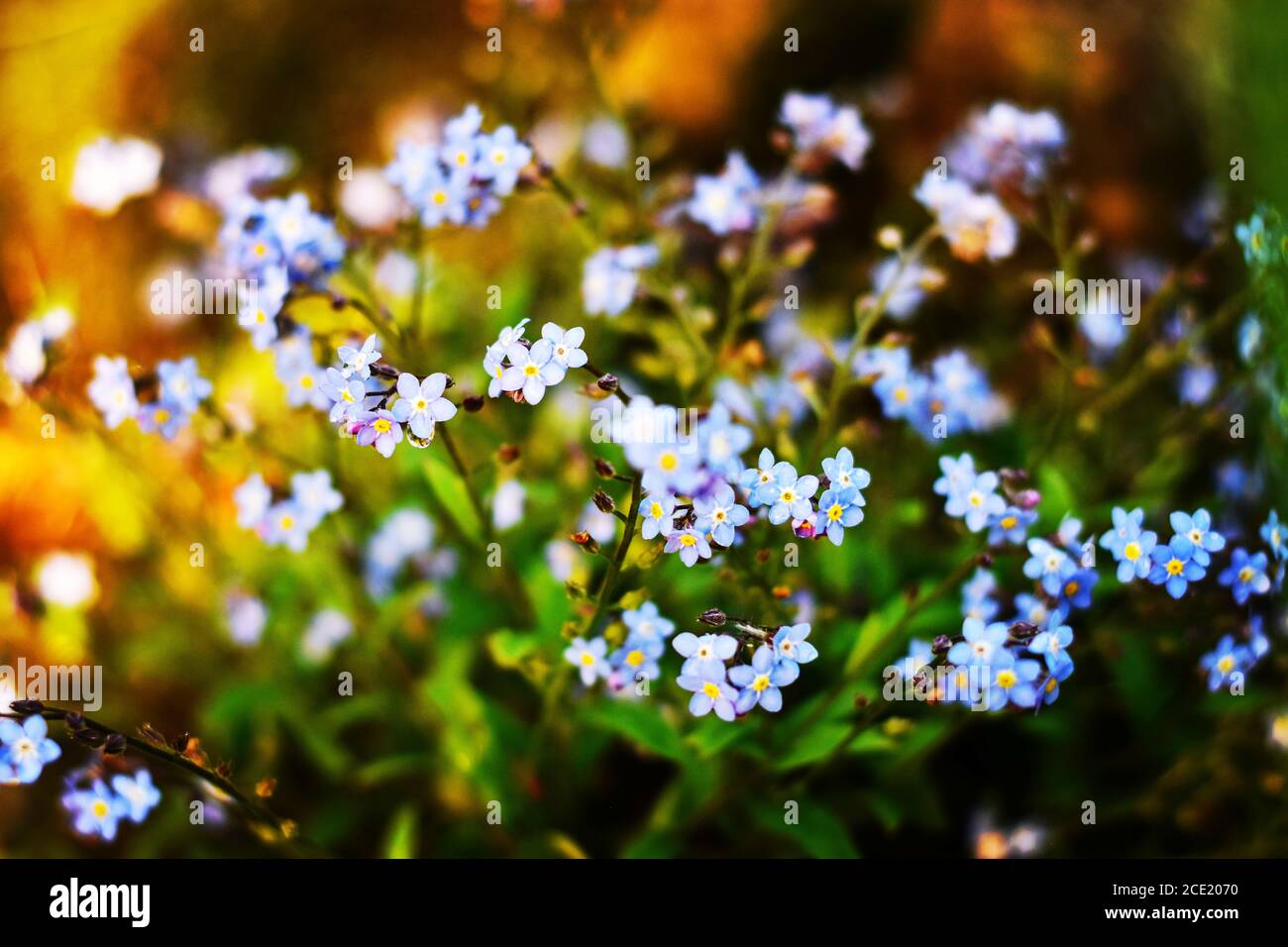 Delicate light blue flowers hires stock photography and images Alamy