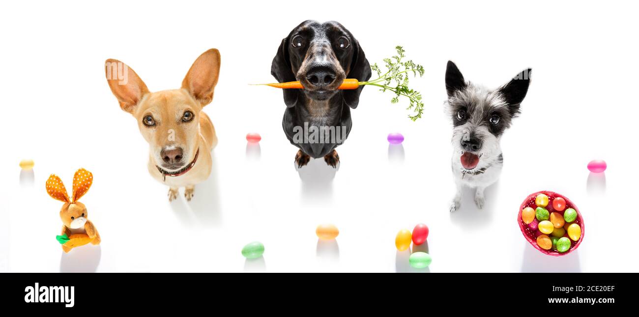 easter bunny dogs Stock Photo Alamy