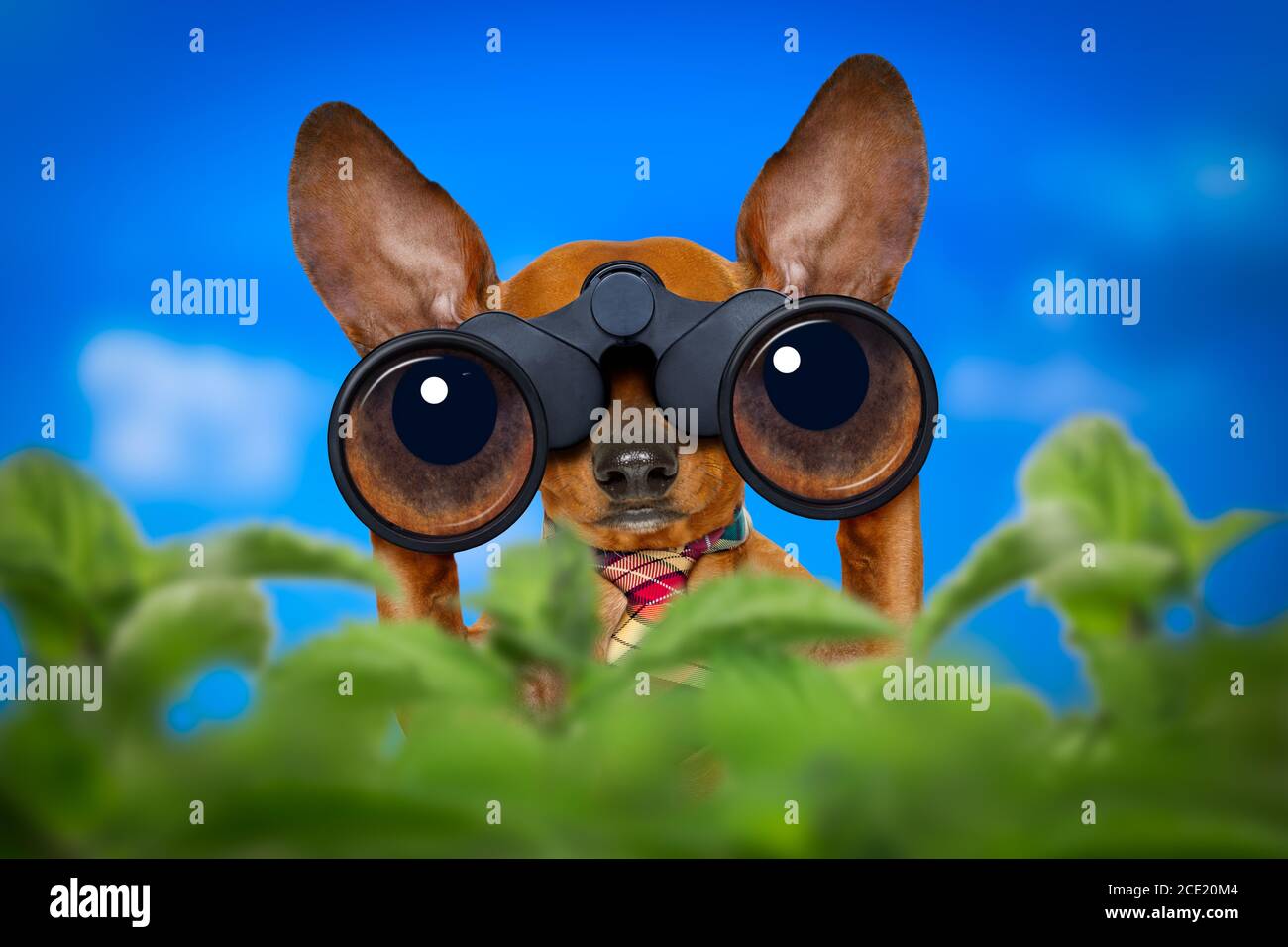 watching dog with binoculars Stock Photo - Alamy