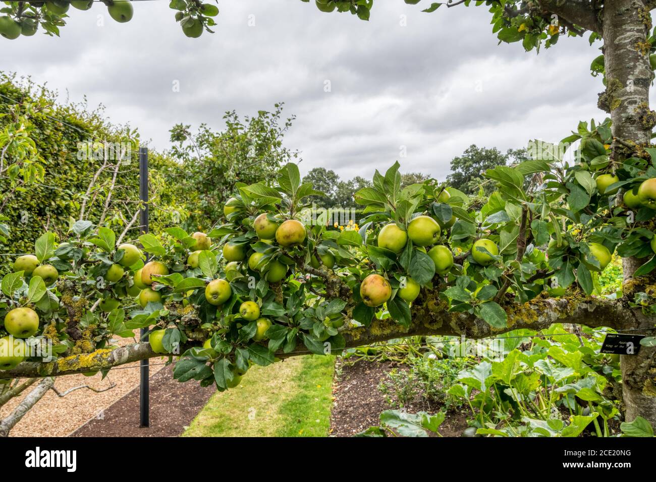 Espalier Apple 'King of the Pippins'. Stock Photo