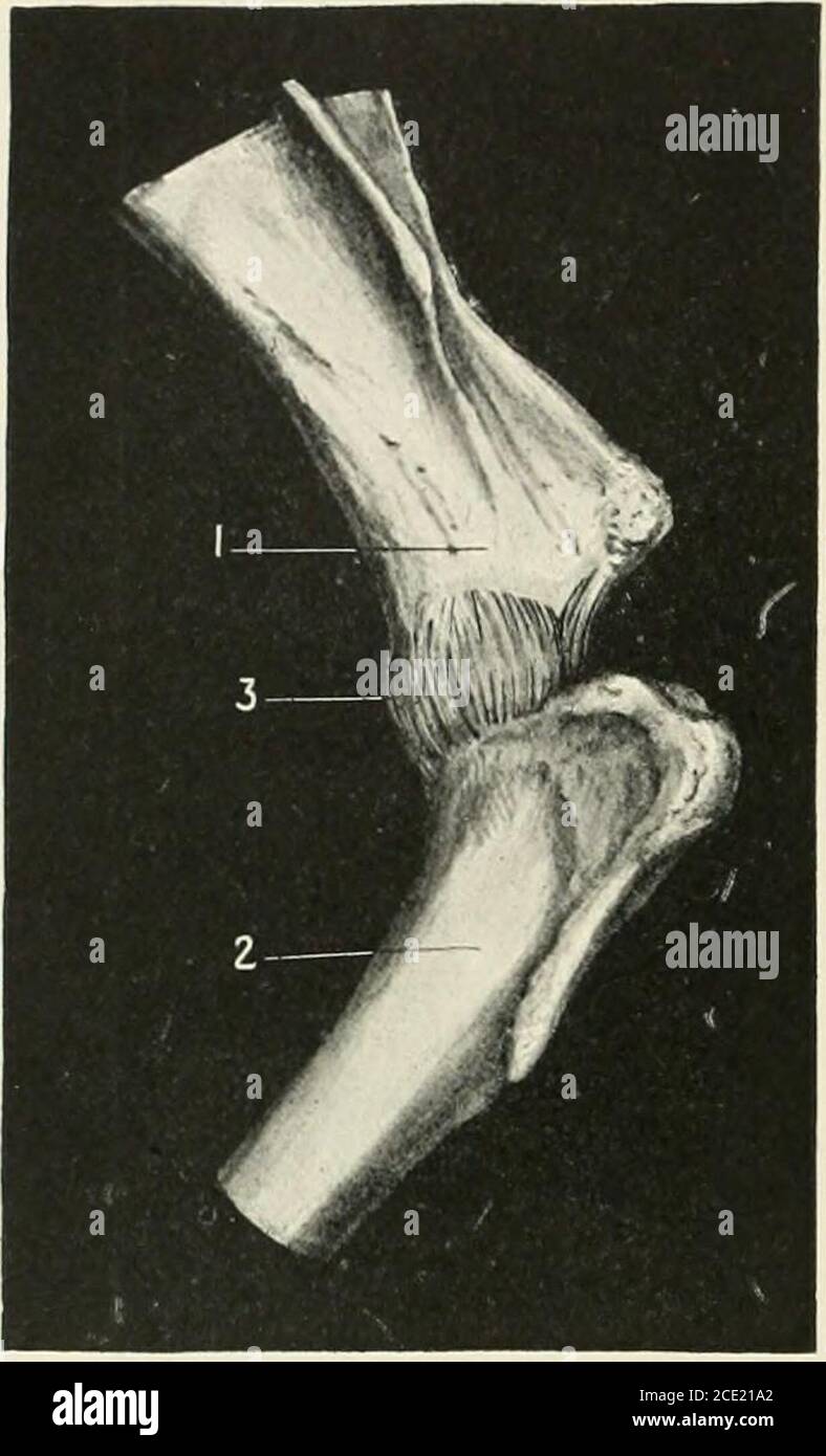 . The horse, its treatment in health and disease with a complete guide ...