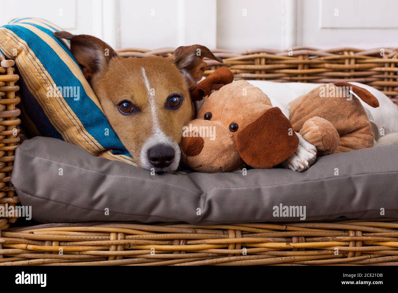 cozy dog in bed with teddy bear Stock Photo - Alamy