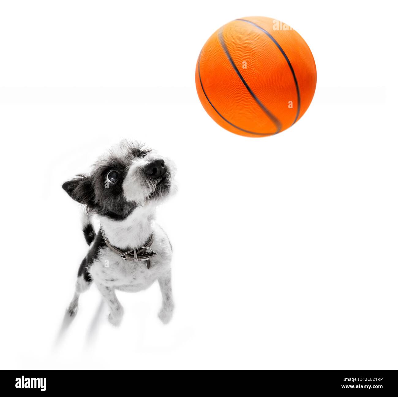 basketball poodle dog Stock Photo Alamy
