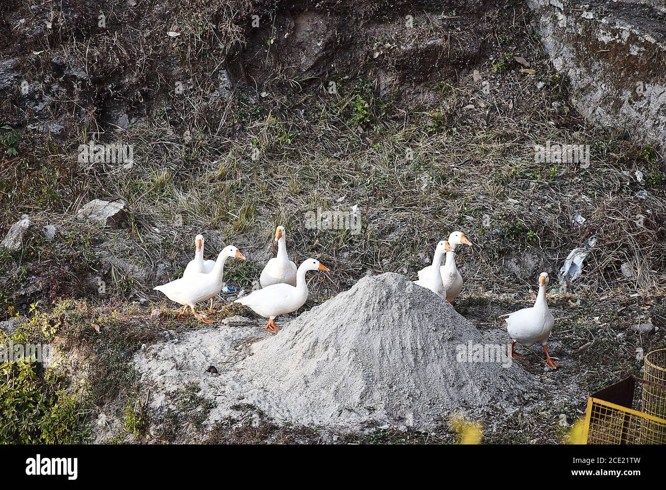 Group of Indian Runner ducks on a road. Landsdown, India Stock Photo