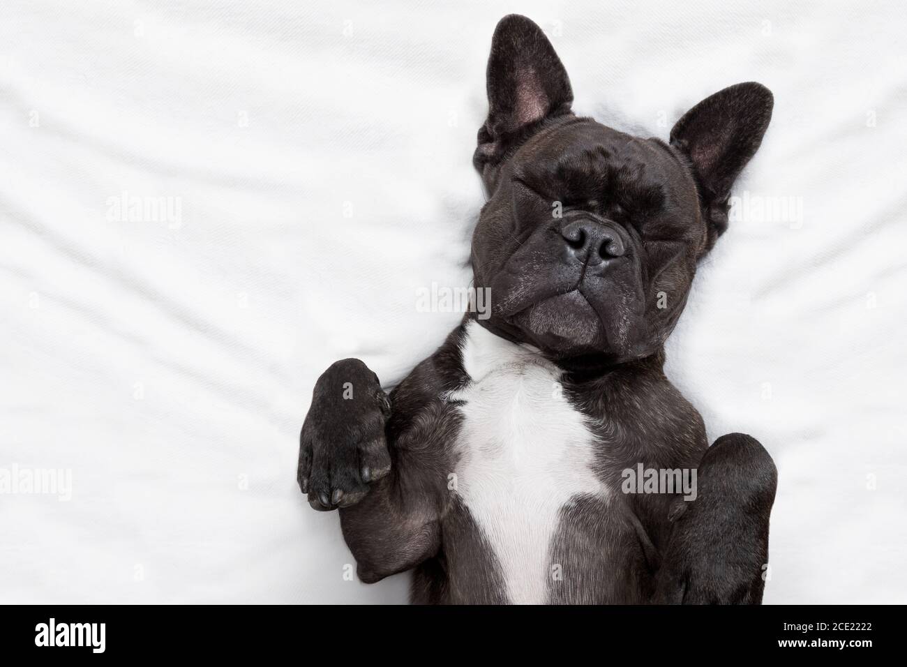 dog sleeping in bed Stock Photo - Alamy