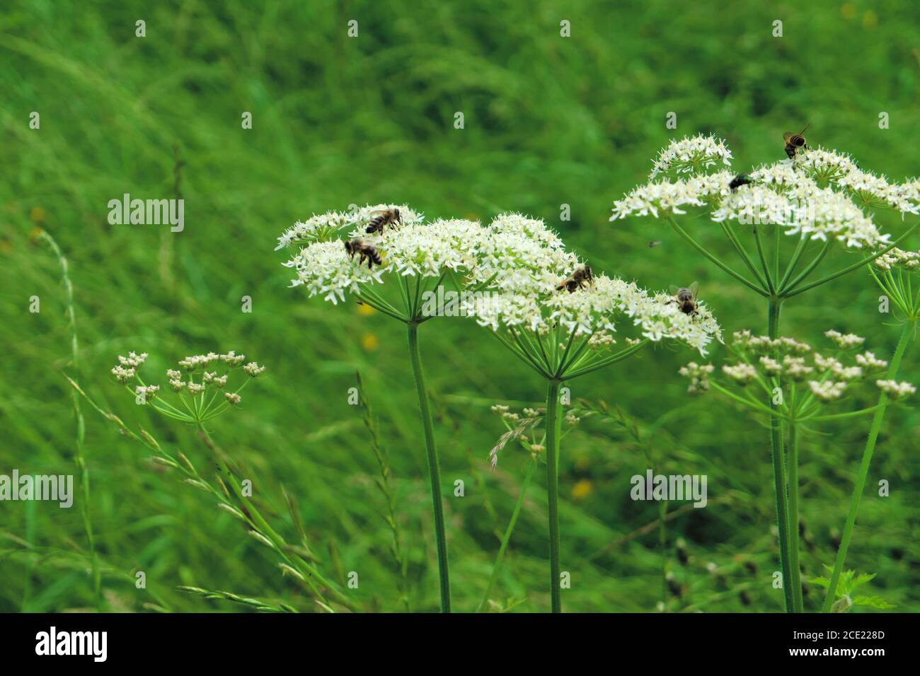 Insects on top of a Wild white European flower Cow parsley, iunder the sun in the summer scientific name Anthriscus sylvestris Stock Photo