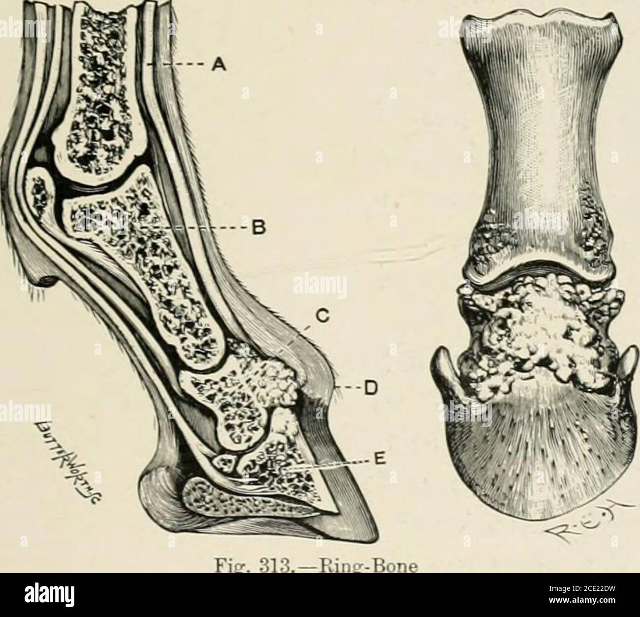 The horse, its treatment in health and disease with a complete guide to  breeding, training and management . Fig. 312.—Bones of the Hock  sejiar.iteii Tibia. OsCalcia. ^A.straKaliis. ^Cuneiform Mag^num. Cuboid.*  Cuneiform