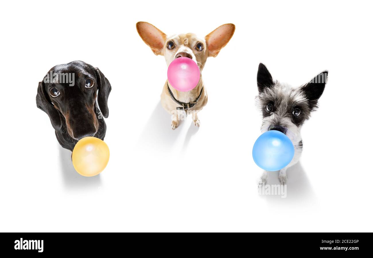 dog chewing bubble gum Stock Photo Alamy