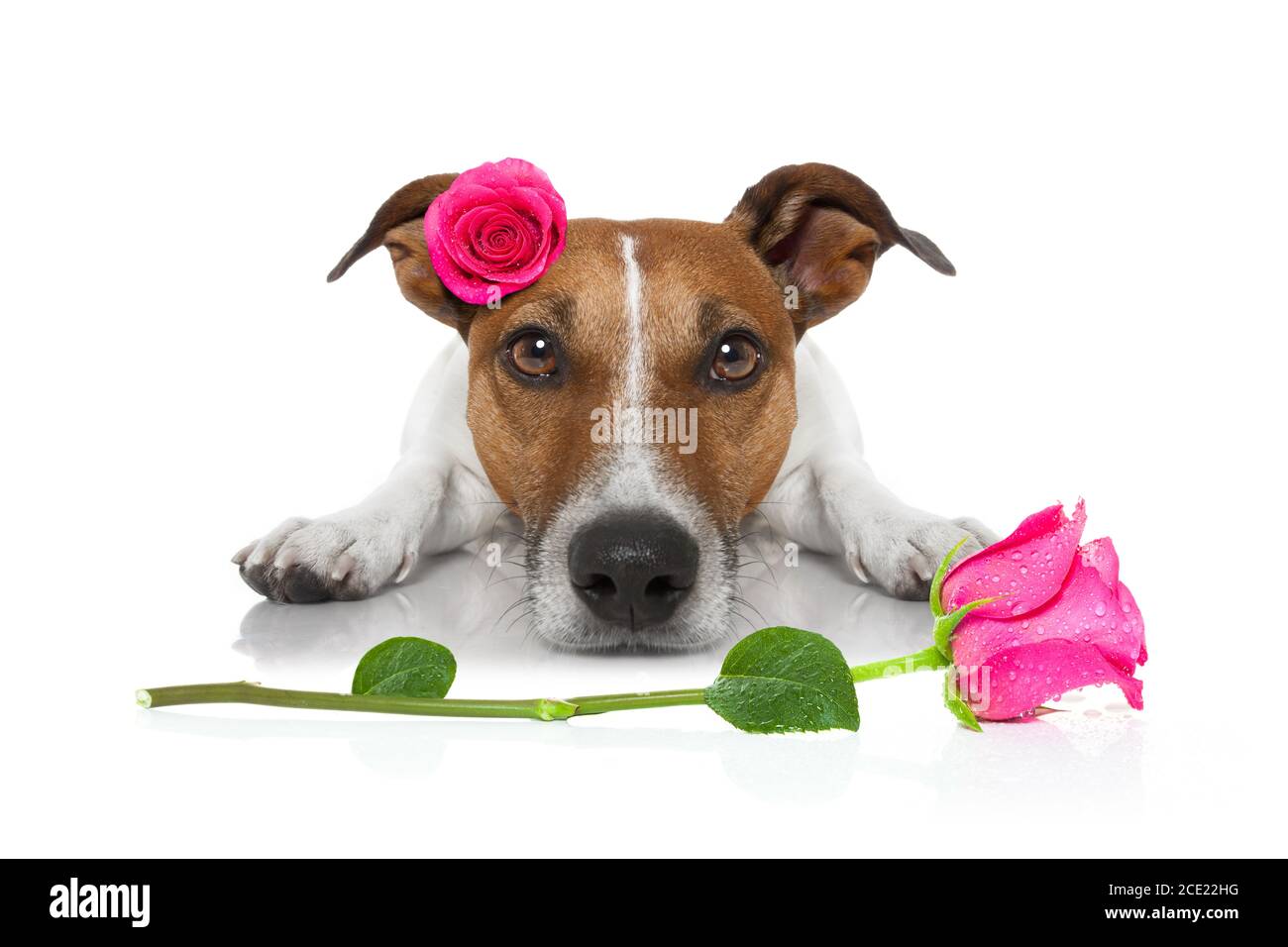 valentines love sick dog Stock Photo
