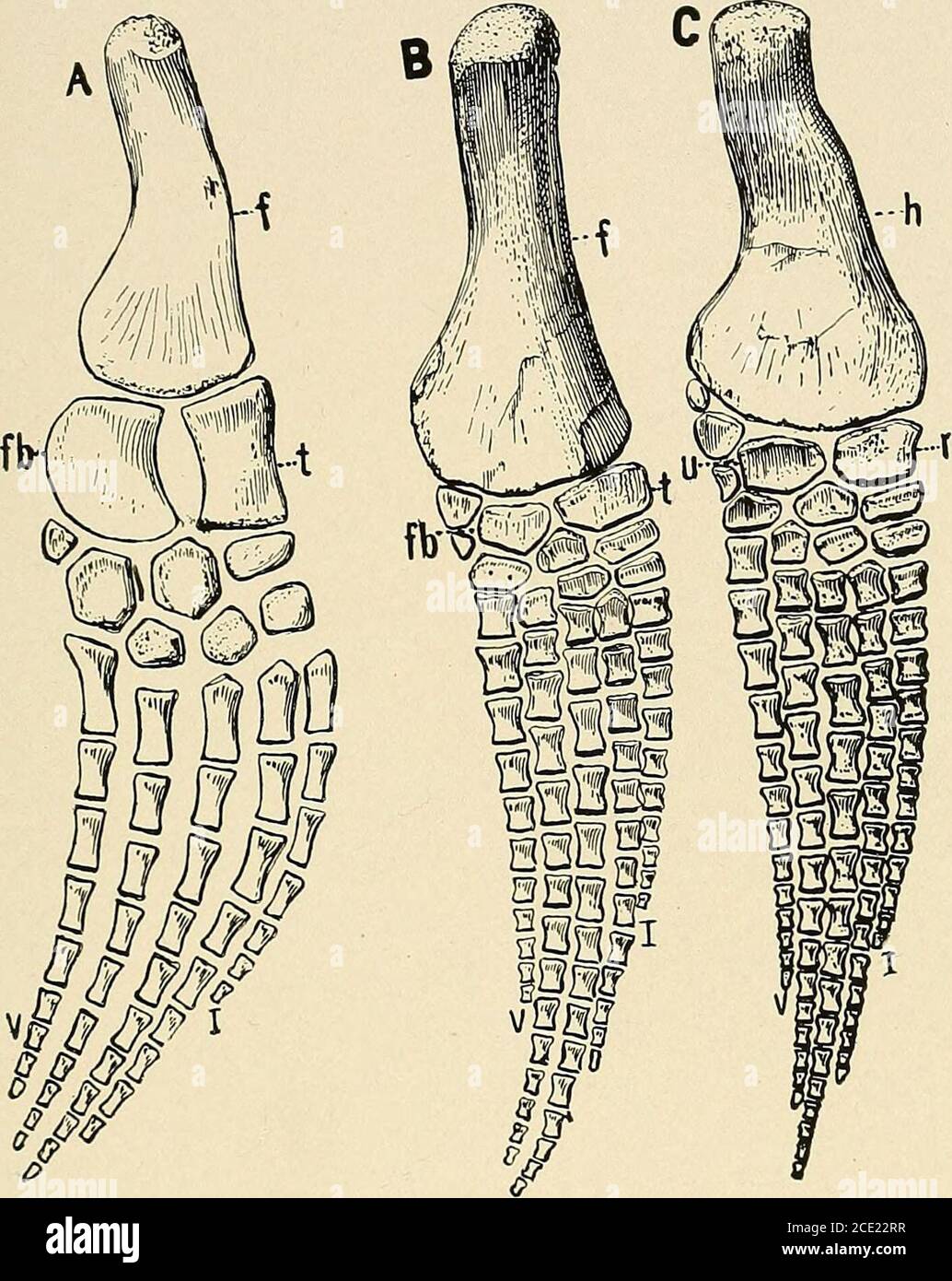 . Water reptiles of the past and present . Fig. 37.—Pelvic girdle of Elasmosaurus: p, pubis; is, ischium; il, ilium so long and strong; they are very short in the cetaceans, the sire-nians, the ichthyosaurs, mosasaurs, thalattosaurs, and the marinecrocodiles, in front at least. The strong muscular rugosities ofthe plesiosaurian bones are very suggestive of powerful swimmingmuscles. The bones of the forearms and legs, the wrists and ankles areall polygonal platelets of bones, closely articulating with each other.The finger and toe bones have a more elongated, hour-glass shapethan those of the i Stock Photo