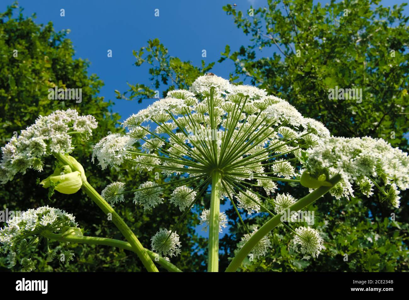 Flowers of a giant Hogweed, scientific name Heracleum mantegazzianum Stock Photo