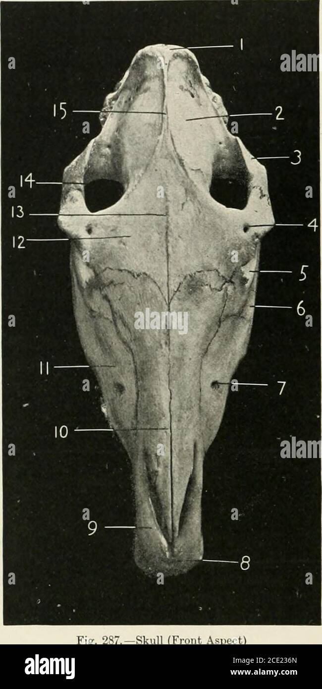 Two parietal hi-res stock photography and images - Page 3 - Alamy