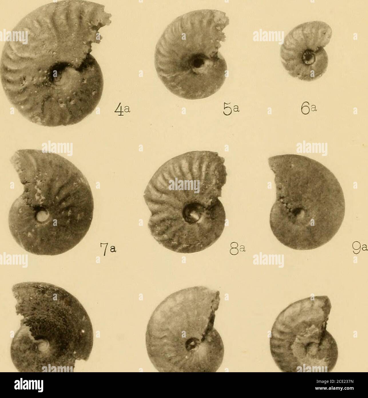 Bulletin De La Societe Geologique De France Loa Lia 12a Genres Oppelia Et Sonneratia Procede G Pilaiski A Miirat Et C Efiou De 911 Sa Auliv Bull Soc Geol De France