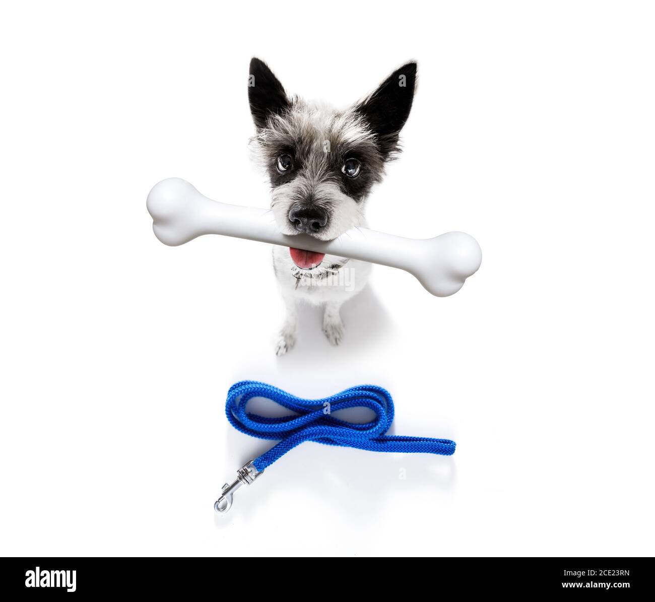 dog with big bone Stock Photo Alamy