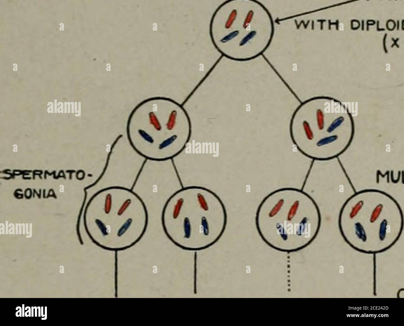 Biology Fig 89 Middle And End Phases Of Mitosis G Metaphase Showing Thelongitudinal Split Of The Chromosomes H The End Phase Or Anaphase With Thedaughter Chromosomes Separating Between Them The Inter Zonal