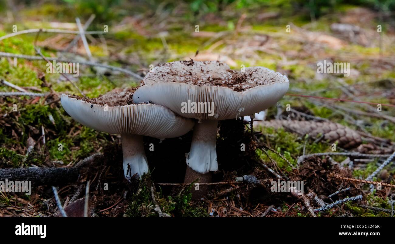 Wild Mushroom known as LBusher growing in the dry boden of the forest. Scientific name Amanita rubescens Stock Photo