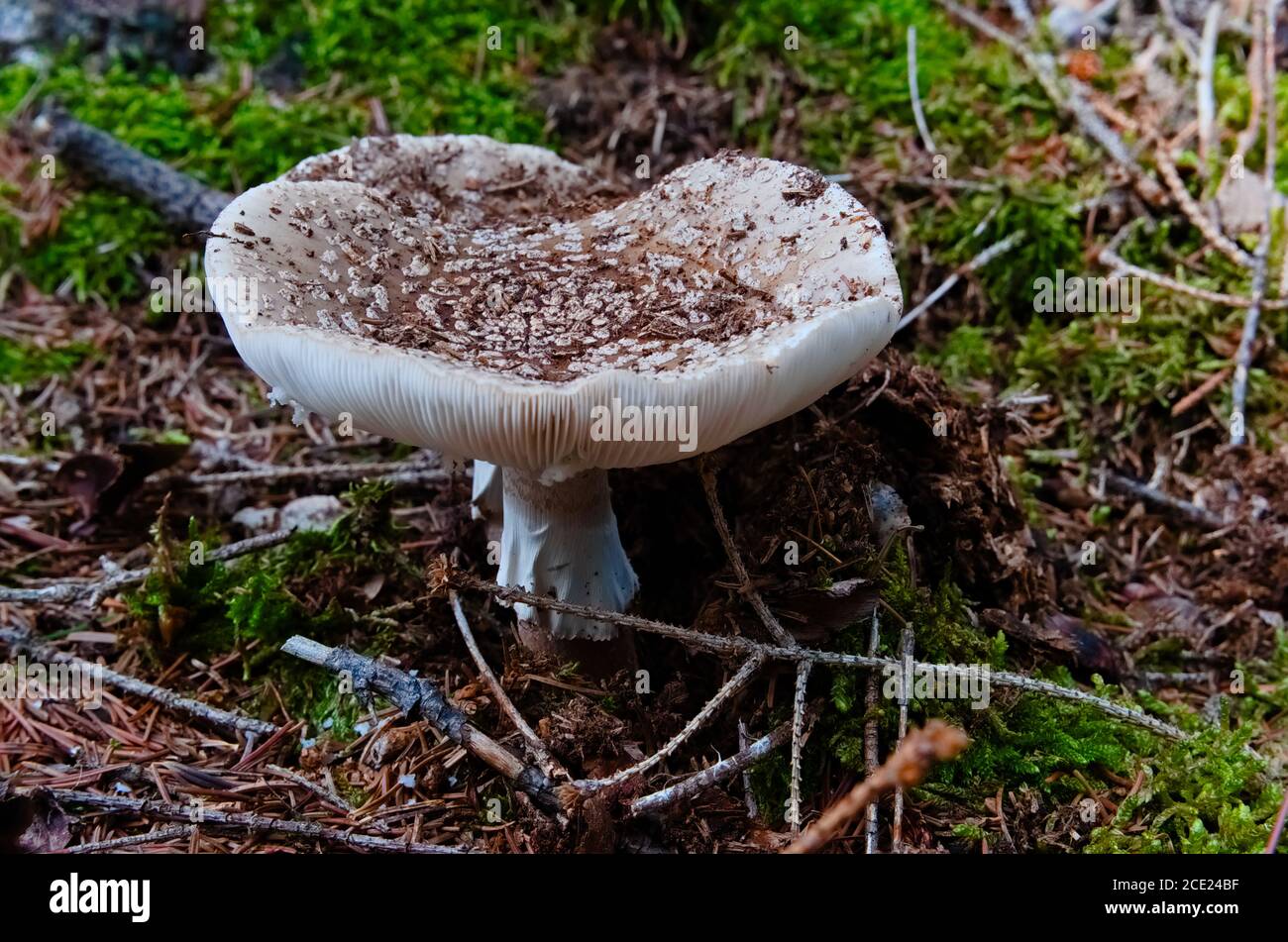 Wild Mushroom known as LBusher growing in the dry boden of the forest. Scientific name Amanita rubescens Stock Photo