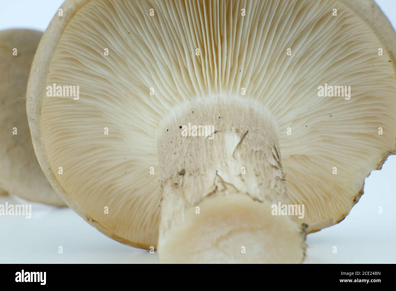 Isolated clouded agaric or cloud funnel mushroom on a white background, scientific name Clitocybe nebularis Stock Photo