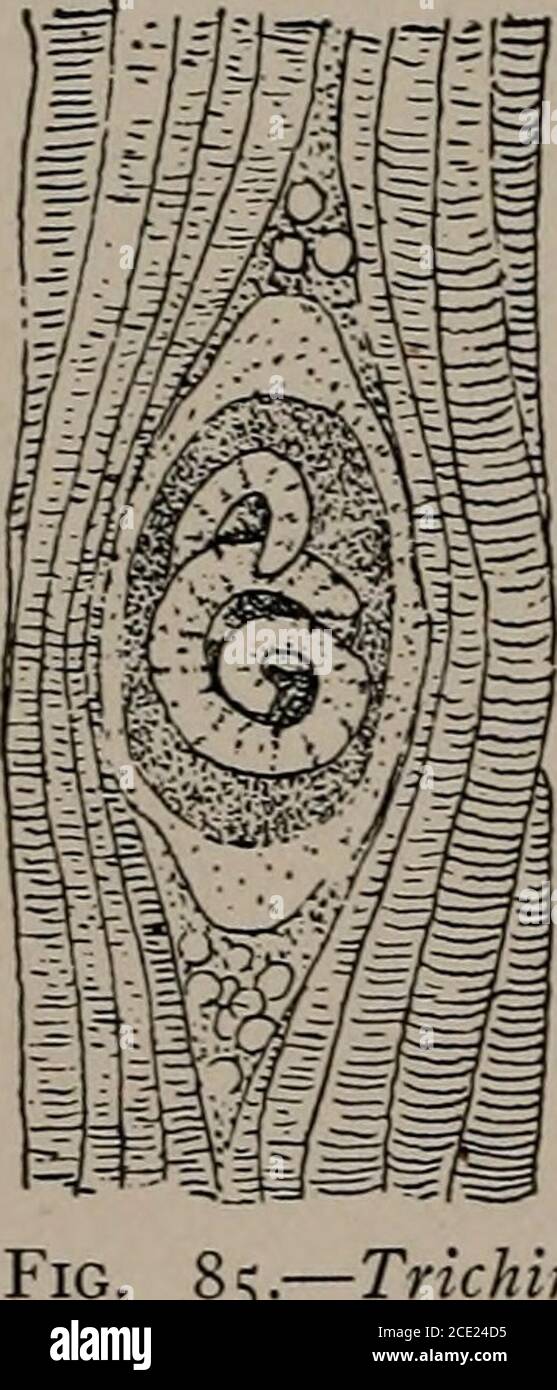 Pig bladder hires stock photography and images Alamy