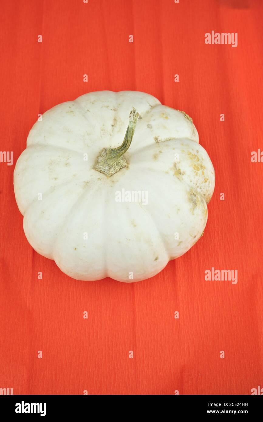 White Pumpkin, Pumpkin Lumina isolated on a orange background Stock Photo