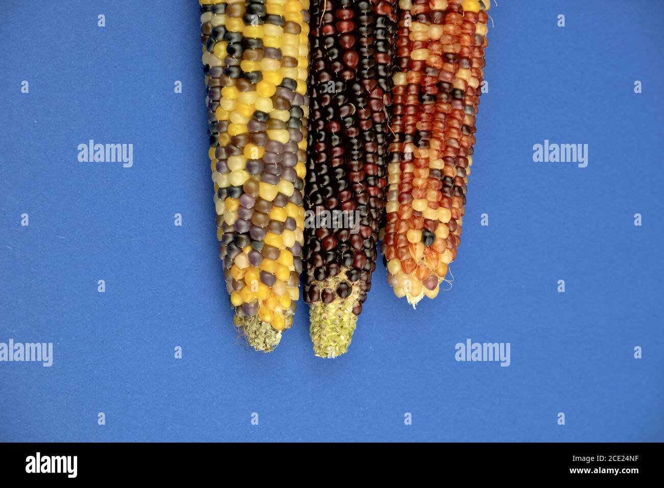 Multicolor harvested corn cobs on a blue background Stock Photo