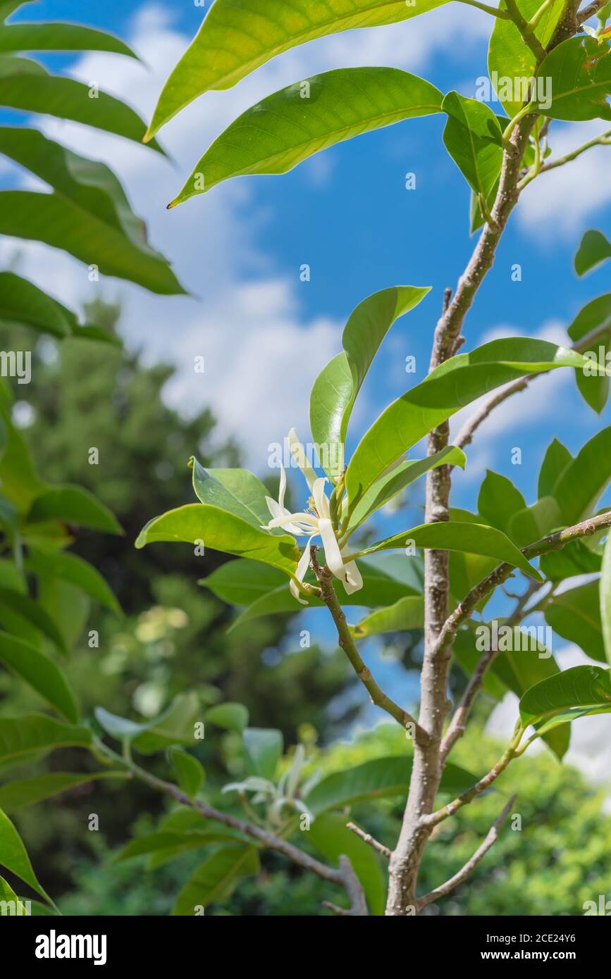 Upward view of blooming Cananga odorata Ylangylang flower or tropical perfume tree Stock Photo