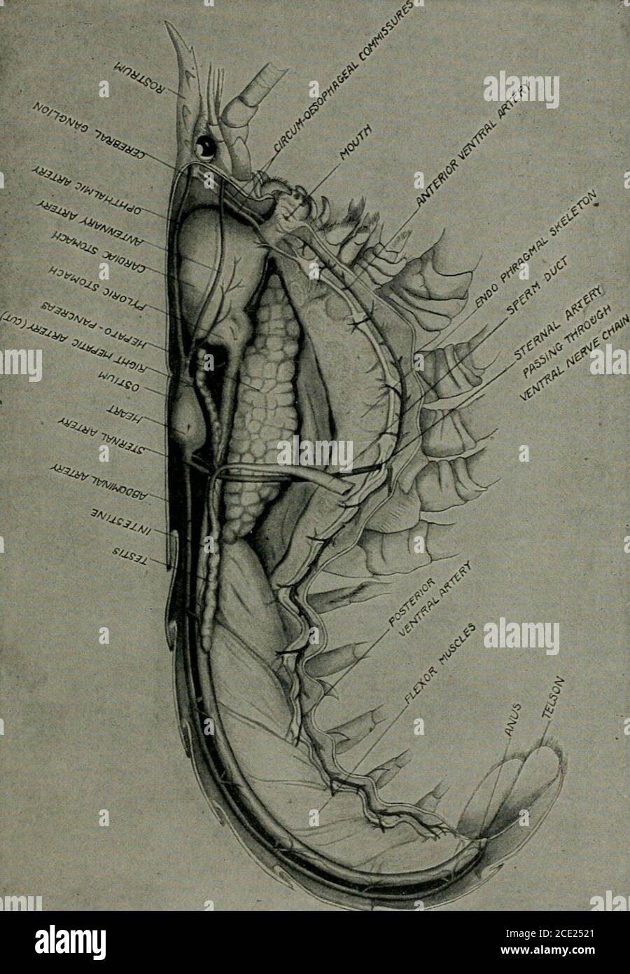 Biramous appendage hi-res stock photography and images - Alamy