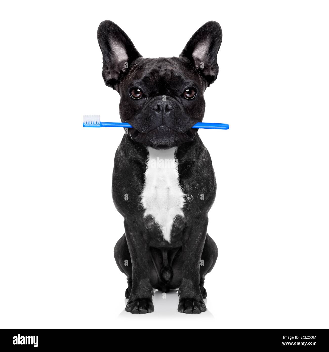 dental toothbrush dog Stock Photo Alamy