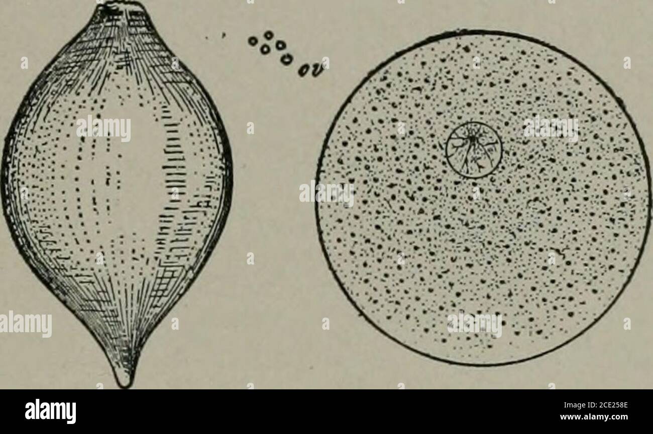 . Biology . the front end and afterward at theposterior end. The girdle thus forms a cocoon, which hardenslater into a chitinous spindle-shaped vessel containing repro-ductive cells and albuminoid food material (Fig. 65). The eggsare fertilized in the coccoon by the spermatozoa, and develop-ment begins at once, continuing under the protection of thecocoon. Cleavageof the egg is regular up to the i6-cell stage, with fourvegetative cells at the lower, and smaller animal cells at theupper pole. The lower cells invaginate and form a typical two- EMBRYOLOGY OF THE EARTHWORM 159 layered gastrula. Up Stock Photo