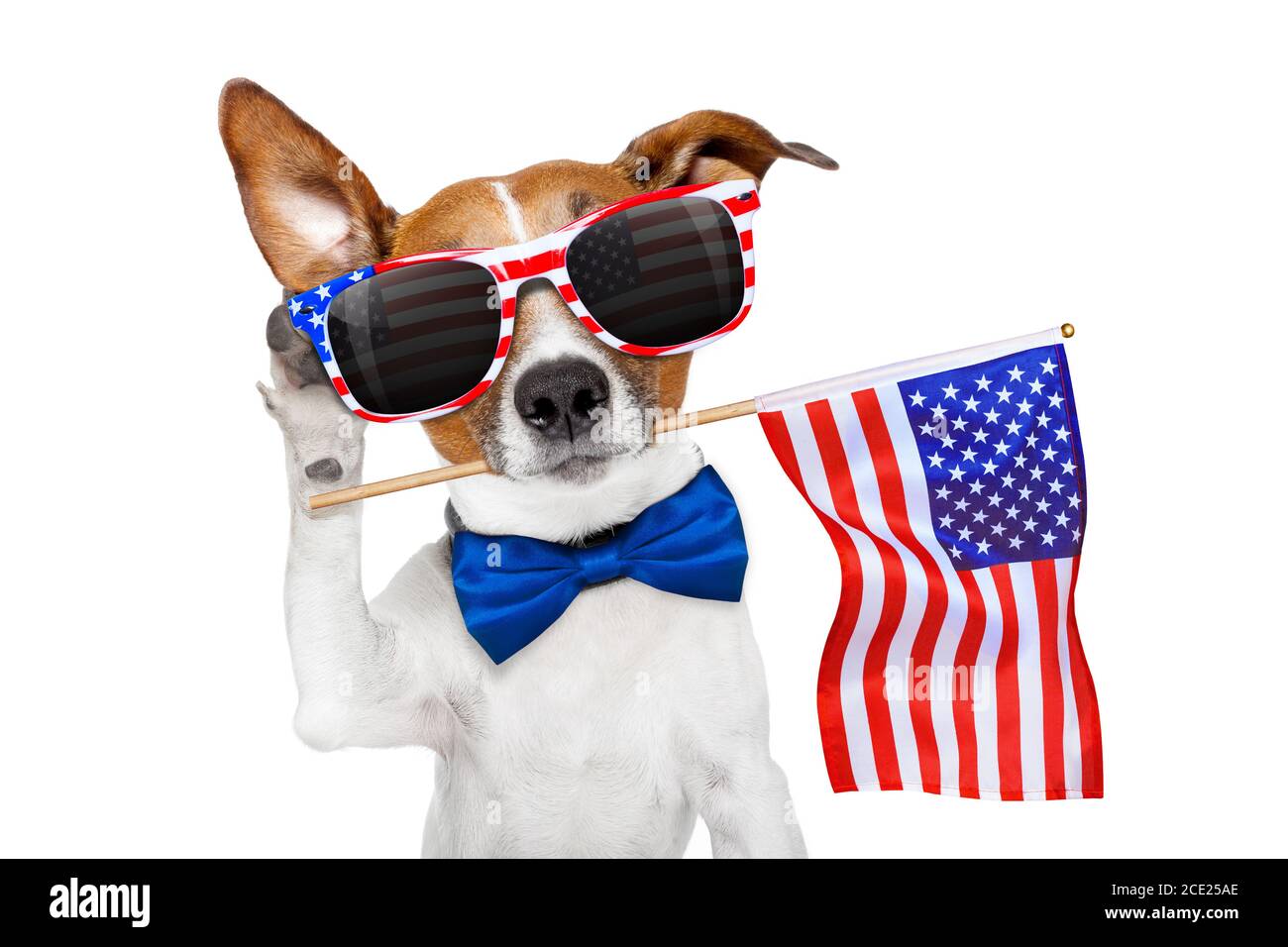 virginia beach calming shelter dogs on the 4th of july