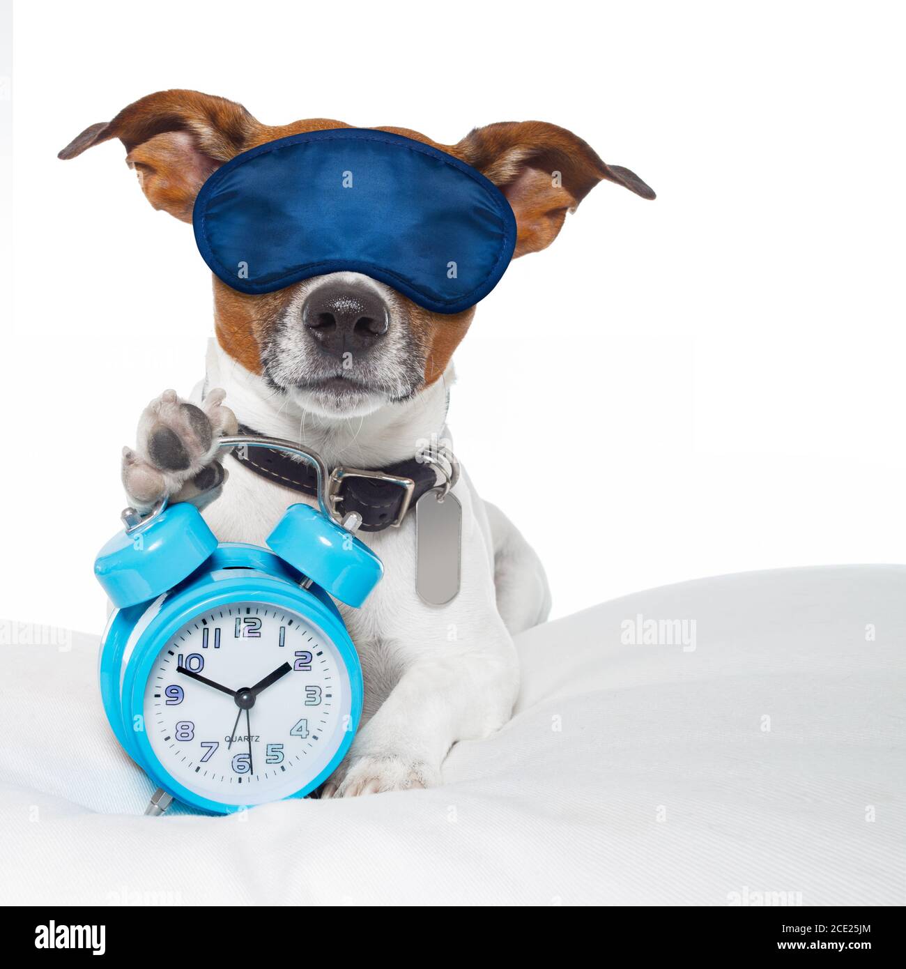 Sleep Apnea Mask For Dogs