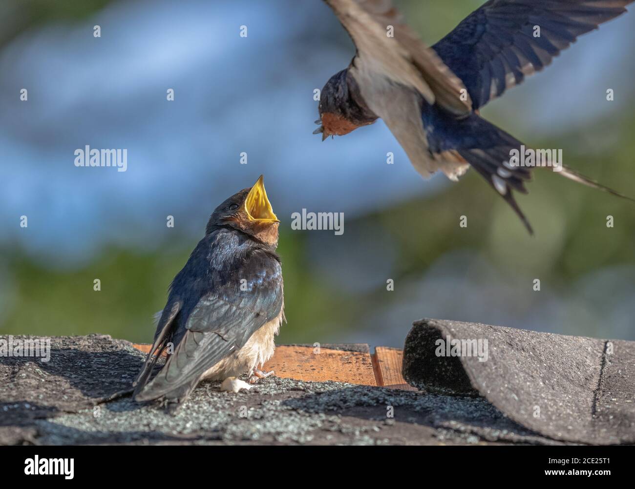 An adult Barn swallow UK (Hirundo rustica) flying in to feed it's young. Stock Photo