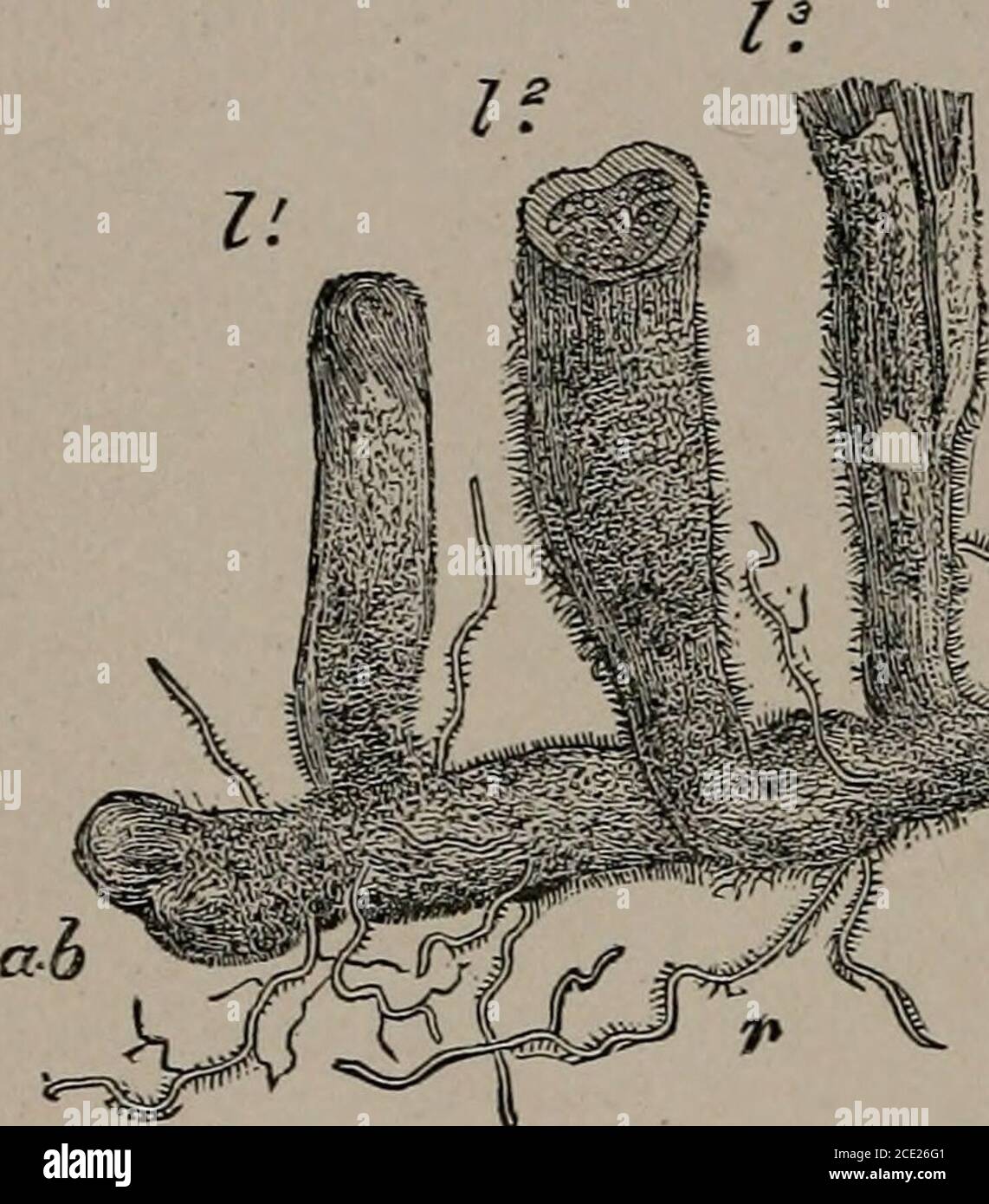 Rhizoid Roots Simple size 42 hi-res stock photography and images - Alamy
