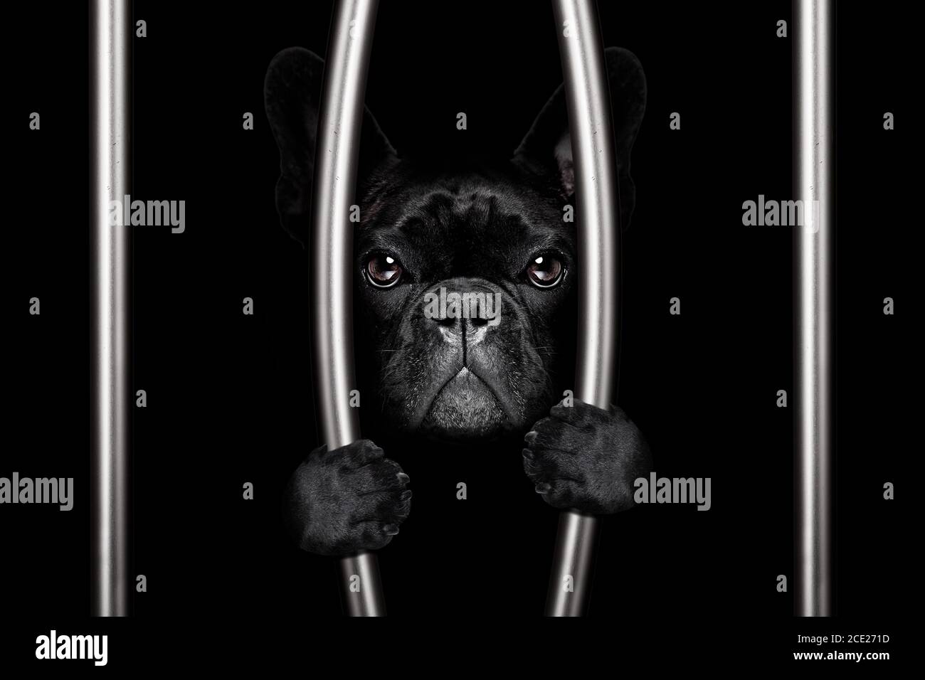 dog behind bars in jail prison Stock Photo Alamy