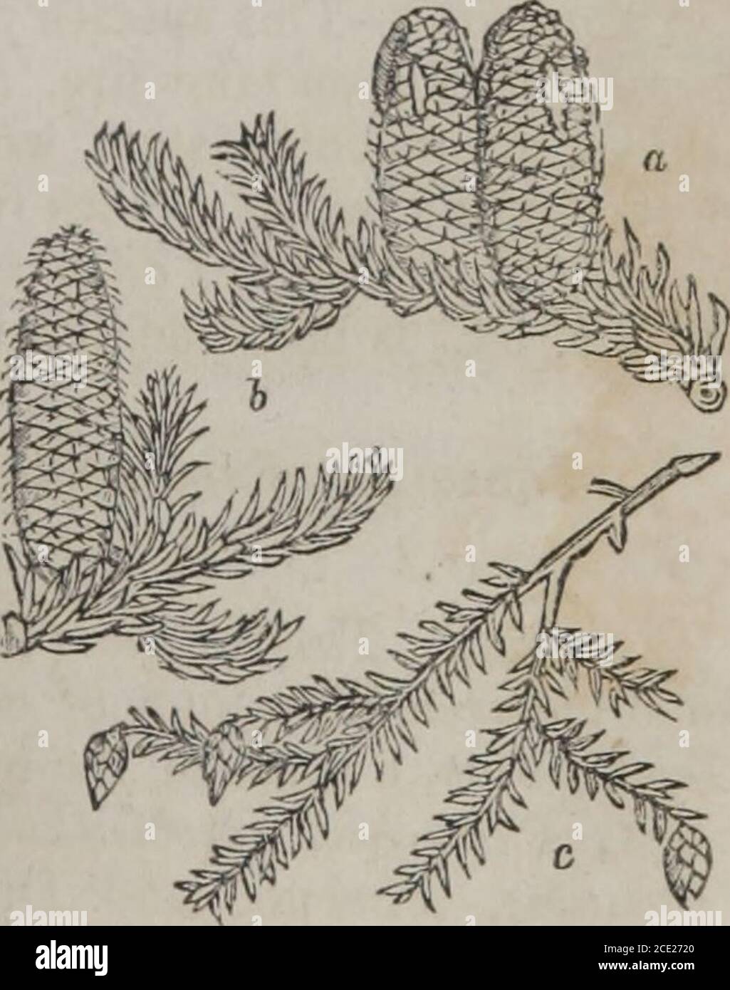 . The elements of materia medica and therapeutics (Volume 2) . a. jibies Picea. b. Jibies Balsamea.e. jibies Canadensis. Abies excelsa. 172 ELEMENTS OF MATERIA MEDICA. live of Germany, Russia, Norway, and other parts of Europe; also of the northernparts of Asia. Commonly cultivated in England. Flowers in May and June. Avery lofty tree, growing sometimes to the height of 150 feet. It yields, by spon-taneous exudation, Common Frankincense (Abietis resina, L.; Thus, D.), fromwhich is prepared Burgundy Pitch (Pix Abietina, L., Fix Burgundica, E. D.)(Pix Abietis, U. S.) 2. Abies Balsamea, Lindley, Stock Photo