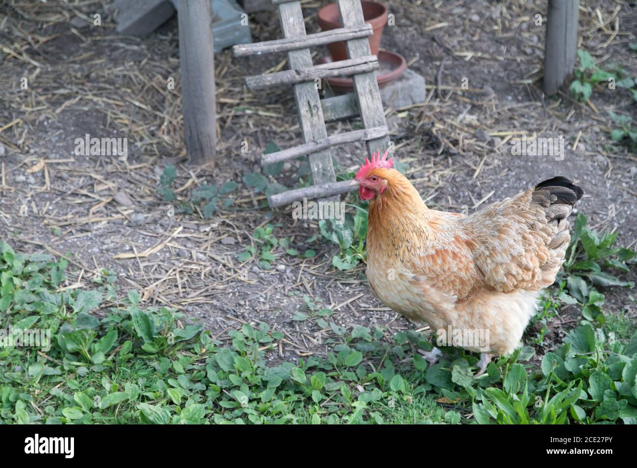 single hen at ladder to its habitation Stock Photo