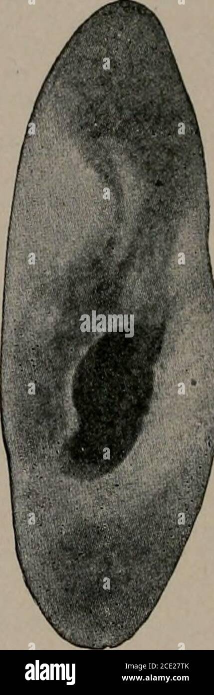. Biology . Fig. 27.—Paramecium caudahim in the condition of depression and recoverythrough the use of salts. The individual on the left has densely packed proto-plasm, the others were similar individuals which were treated with potassiumphosphate. From photographs of prepared specimens. Reproduction.—^Like Amoeba proteus and the flagellates,Paramecium reproduces by simple division, the micronucleusdividing first. The cell divides transversely through themiddle of the macronucleus which is passively divided with therest of the cell (Fig. 28). One new mouth and new contractilevacuoles are forme Stock Photo