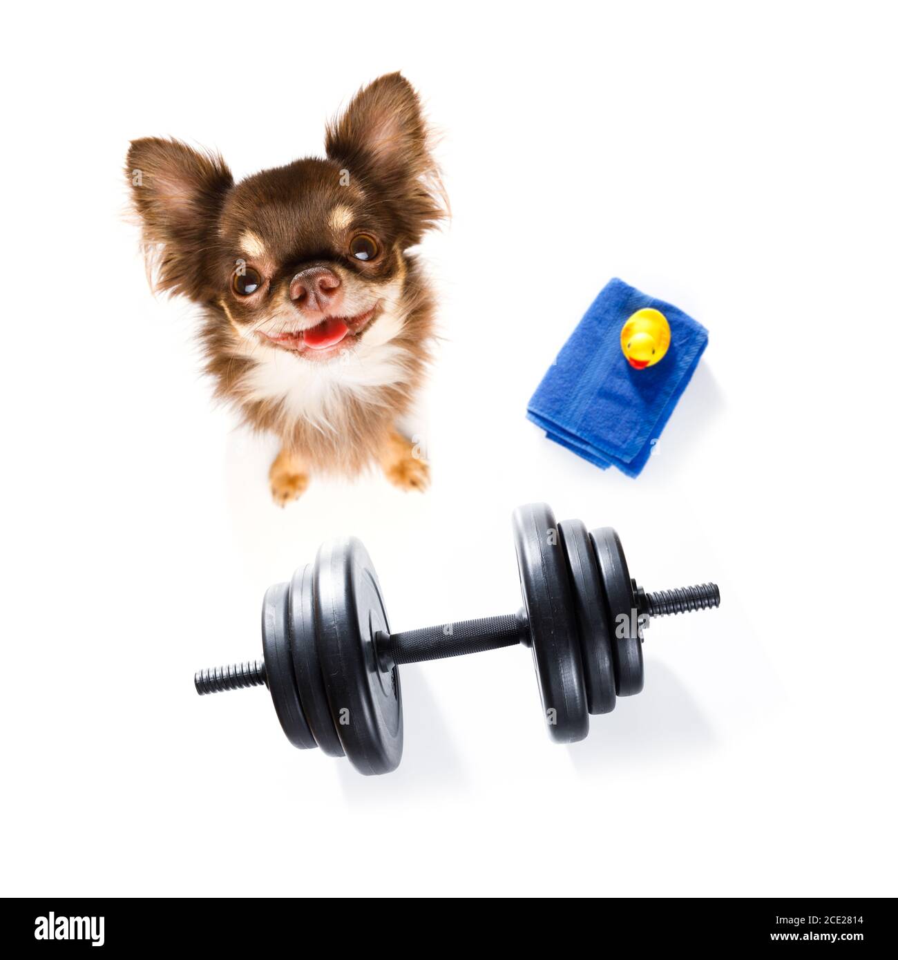 dog  with dumbbell Stock Photo