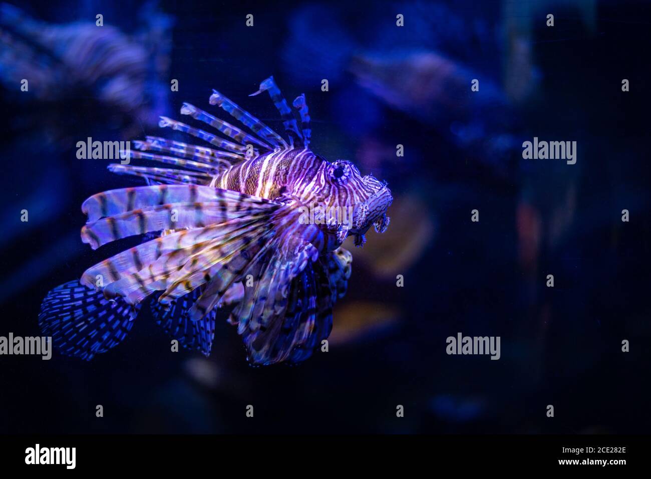 Photo of Lionfish swimming Stock Photo